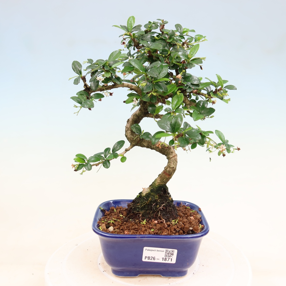 Bonsaï de chambre - Carmona macrophylla - Tea fuki