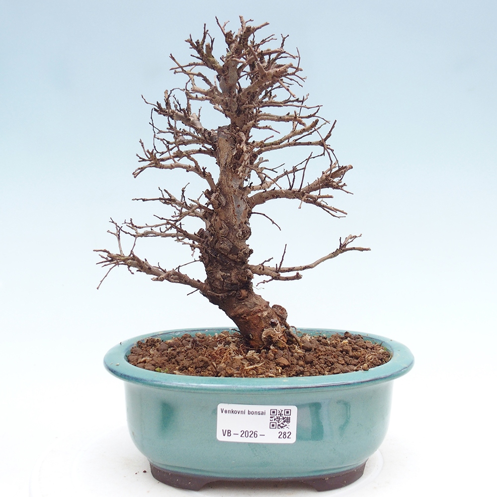 Bonsaï d'extérieur - Zelkova - Zelkova NIRE