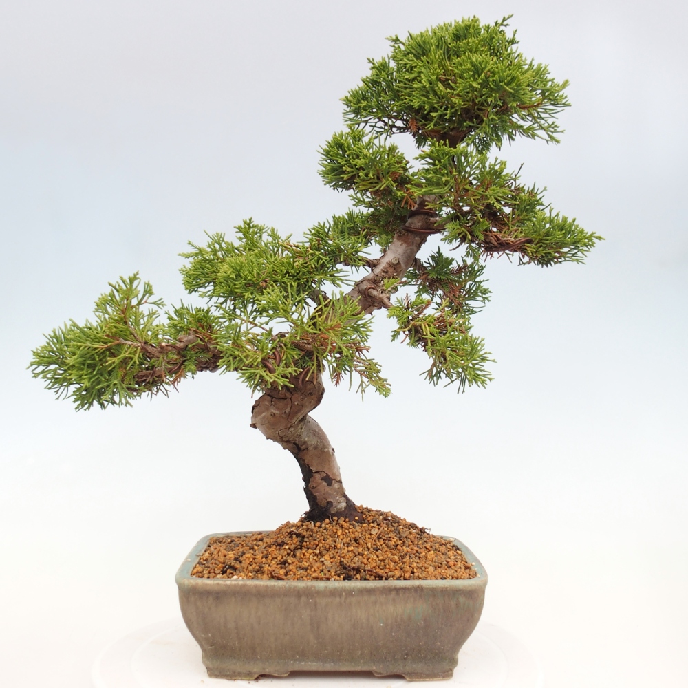 Bonsaï d'extérieur - Juniperus chinensis Itoigawa