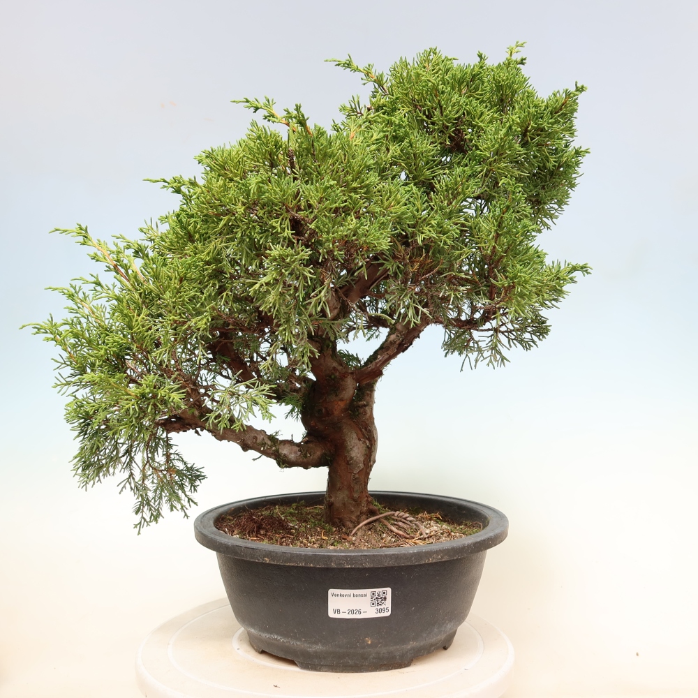 Bonsaï d'extérieur - Juniperus chinensis Itoigawa-Juniperus chinensis