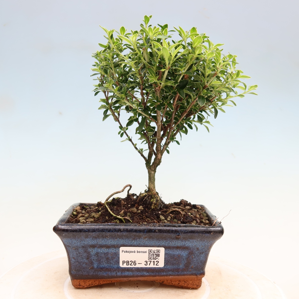 Salle bonsaï - Serissa foetida Variegata - Arbre aux mille étoiles