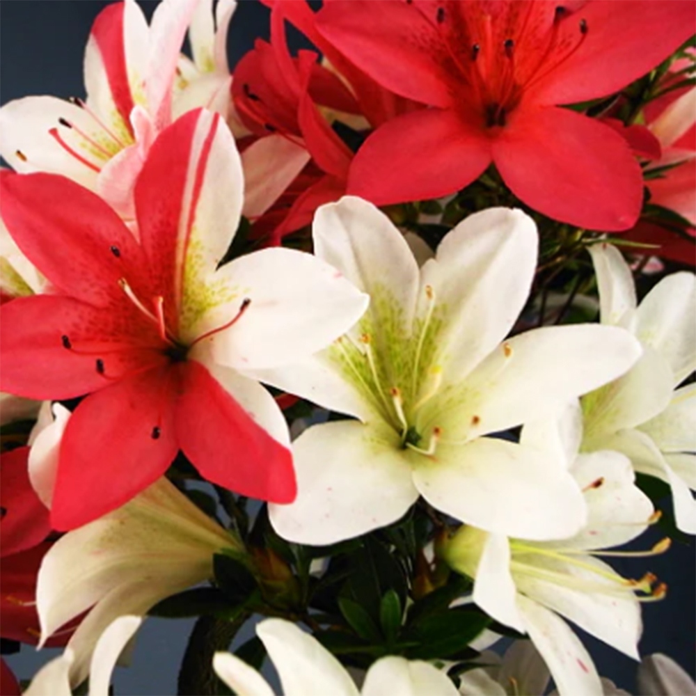 Bonsaï d'extérieur - Azalée japonaise - Azalea Hanatsuzuri