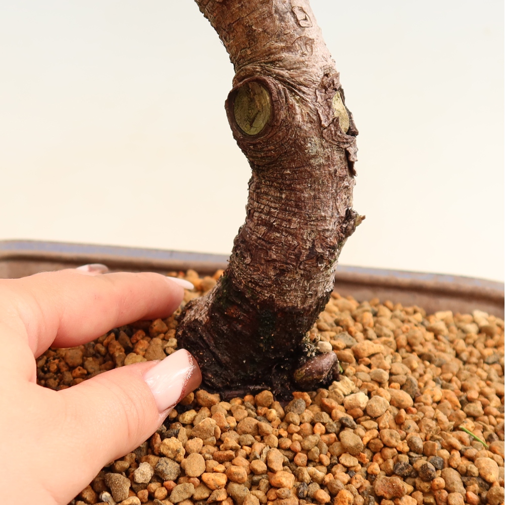 Bonsaï d'extérieur - Pinus mugo Humpy  - Pin nain