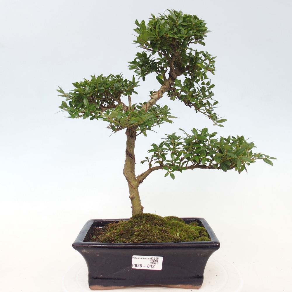 Bonsaï de chambre - Ilex crenata - Houx