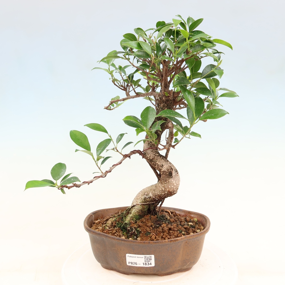 Salle bonsaï - Ficus retusa - ficus à petites feuilles