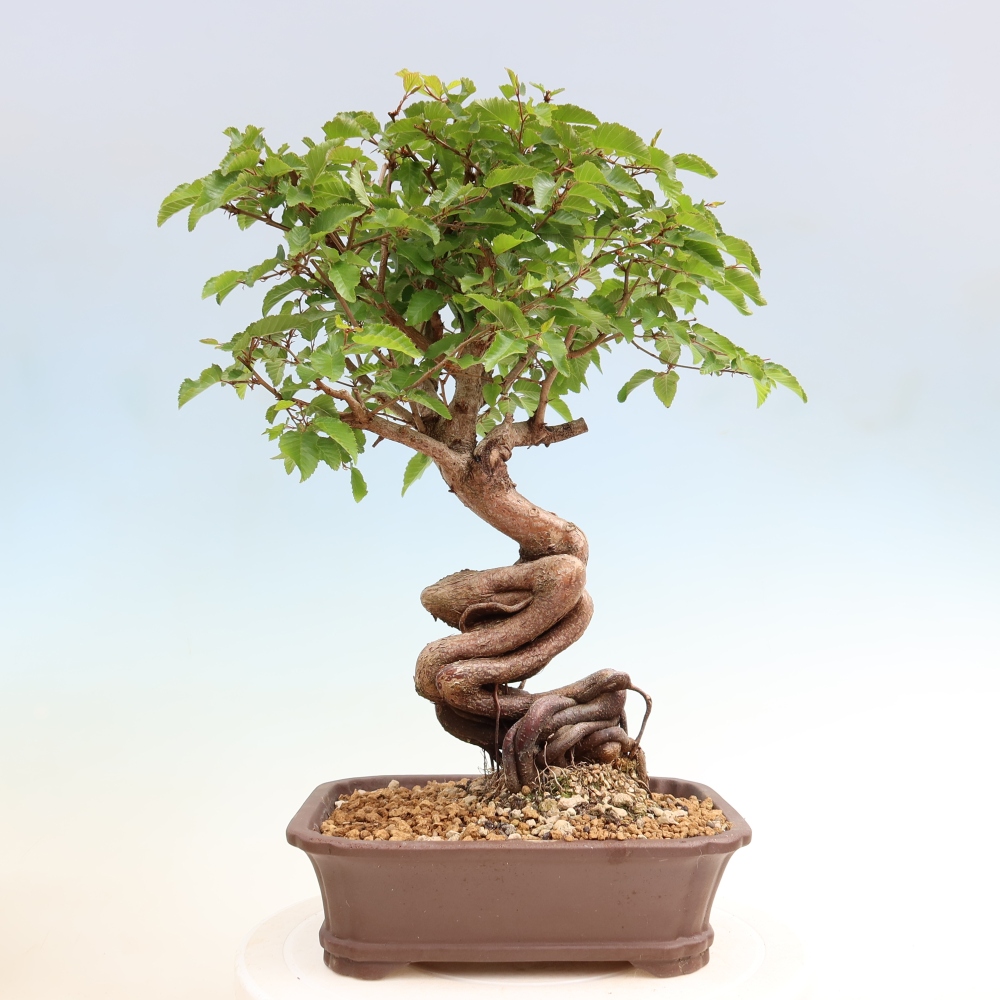 Bonsaï d'extérieur -Carpinus Coreana - Charme de Corée