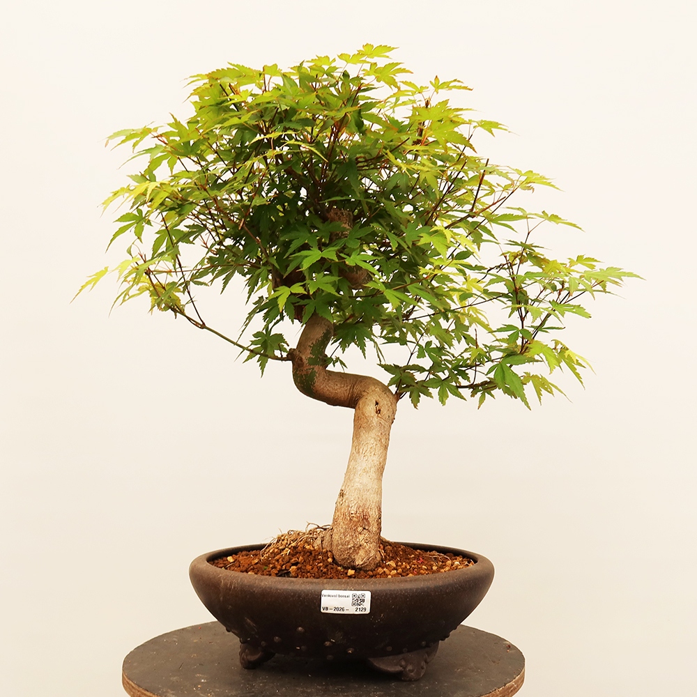 Bonsaïs d'extérieur - Maple palmatum - Palmiers