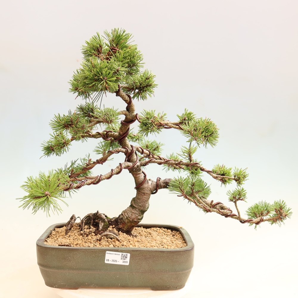 Bonsaï d'extérieur - Pinus mugo Humpy  - Pin nain