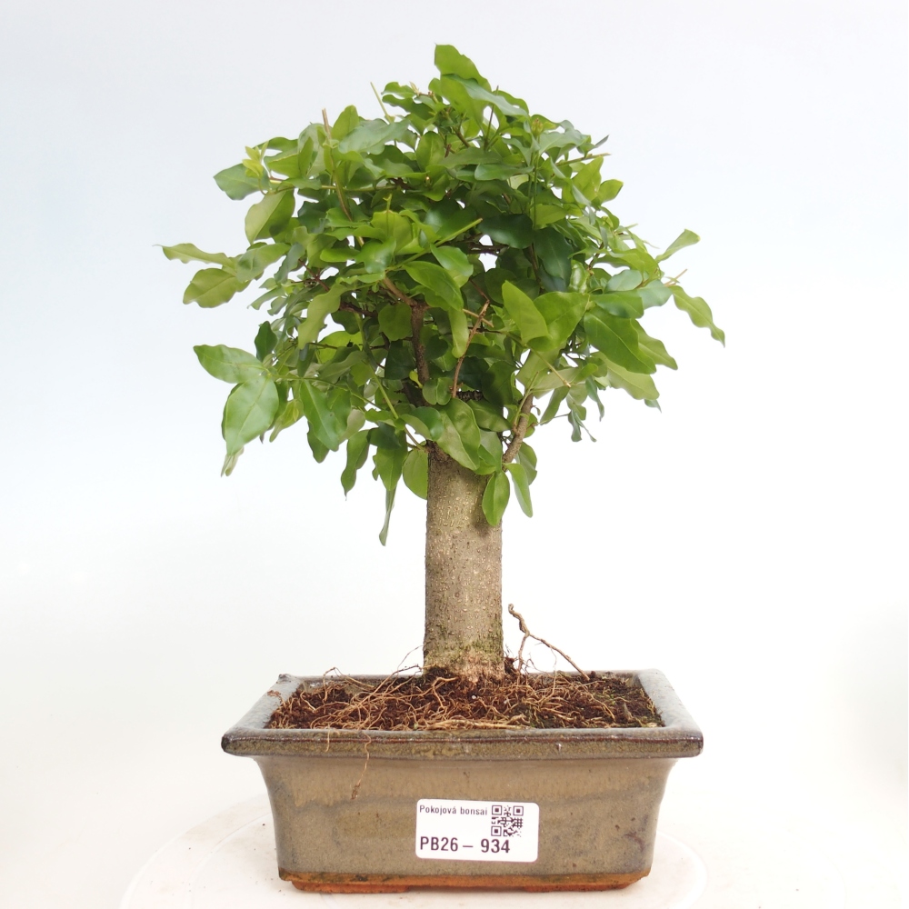 Bonsaï de chambre -Ligustrum chinensis - Bec d'oiseau
