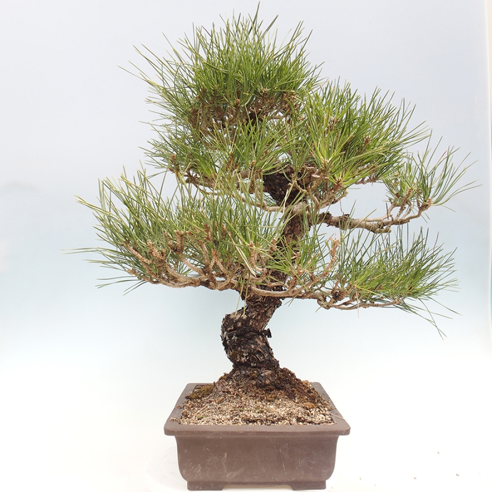 Bonsaï d'extérieur - Pinus thunbergii - Pin de Thunberg