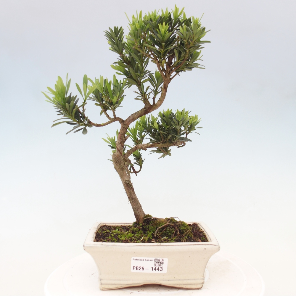 Salle bonsaï - Podocarpus - If en pierre