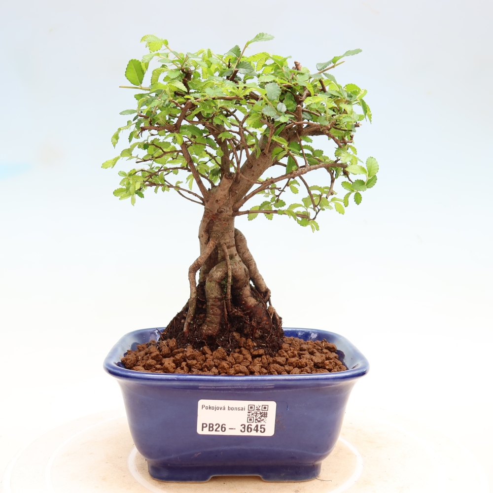 Bonsaï de chambre - Ulmus parvifolia - Orme à petites feuilles