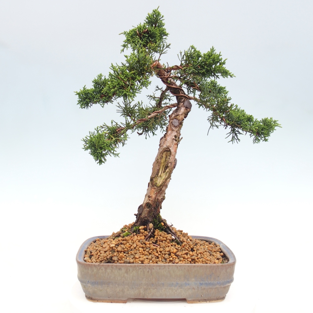 Bonsaï d'extérieur - Juniperus chinensis Kishu