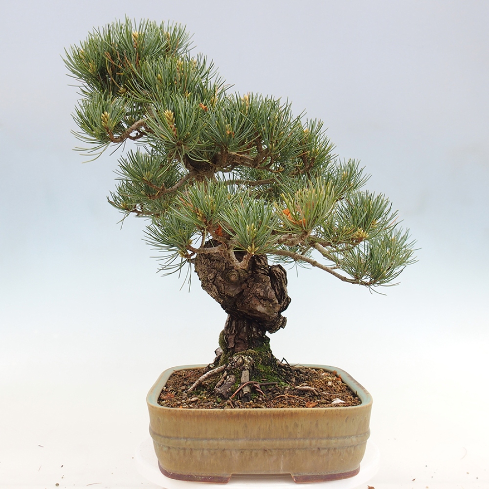 Bonsaï d'extérieur - Pinus parviflora - Pinus parviflora