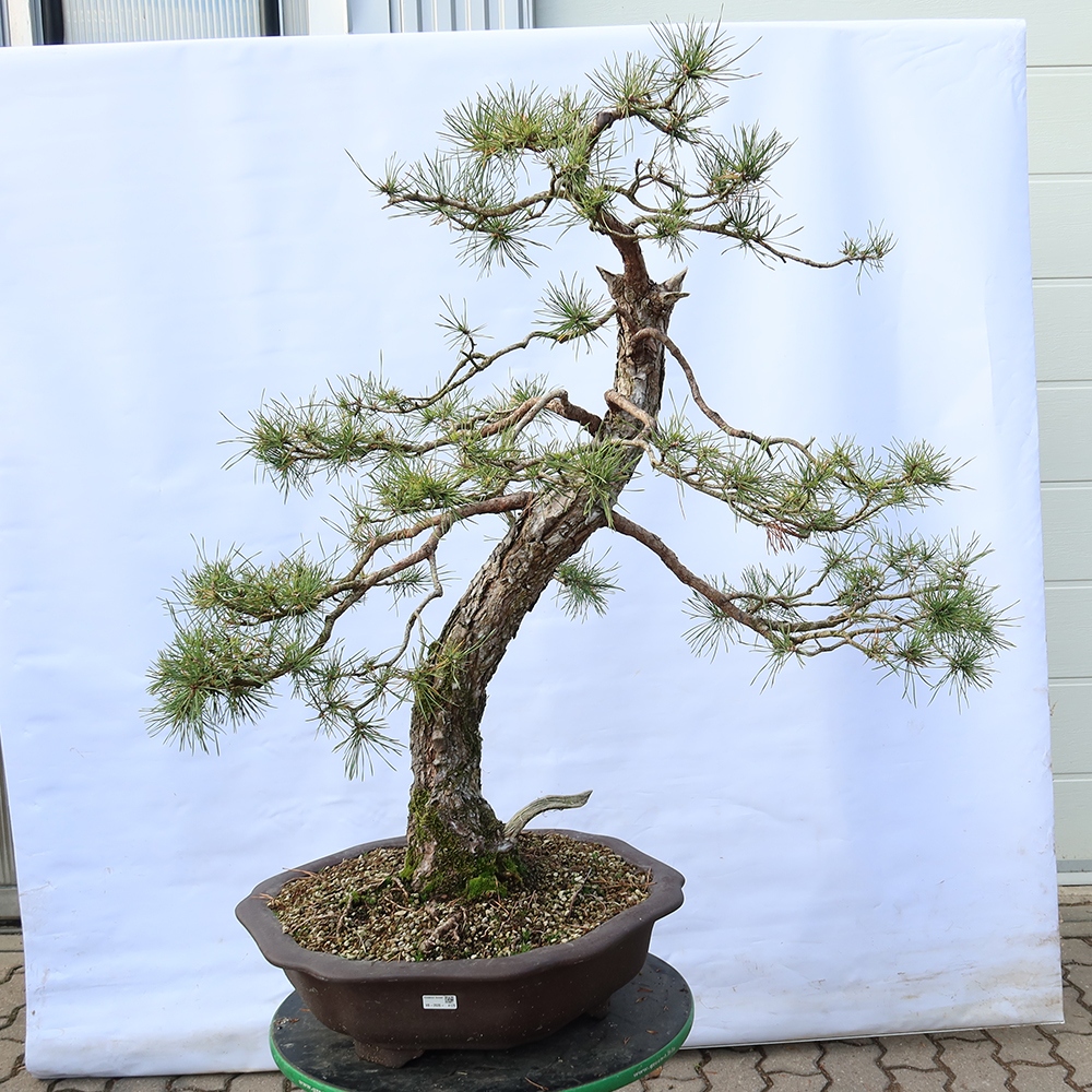 Pinus sylvestris Espagne - pin sylvestre