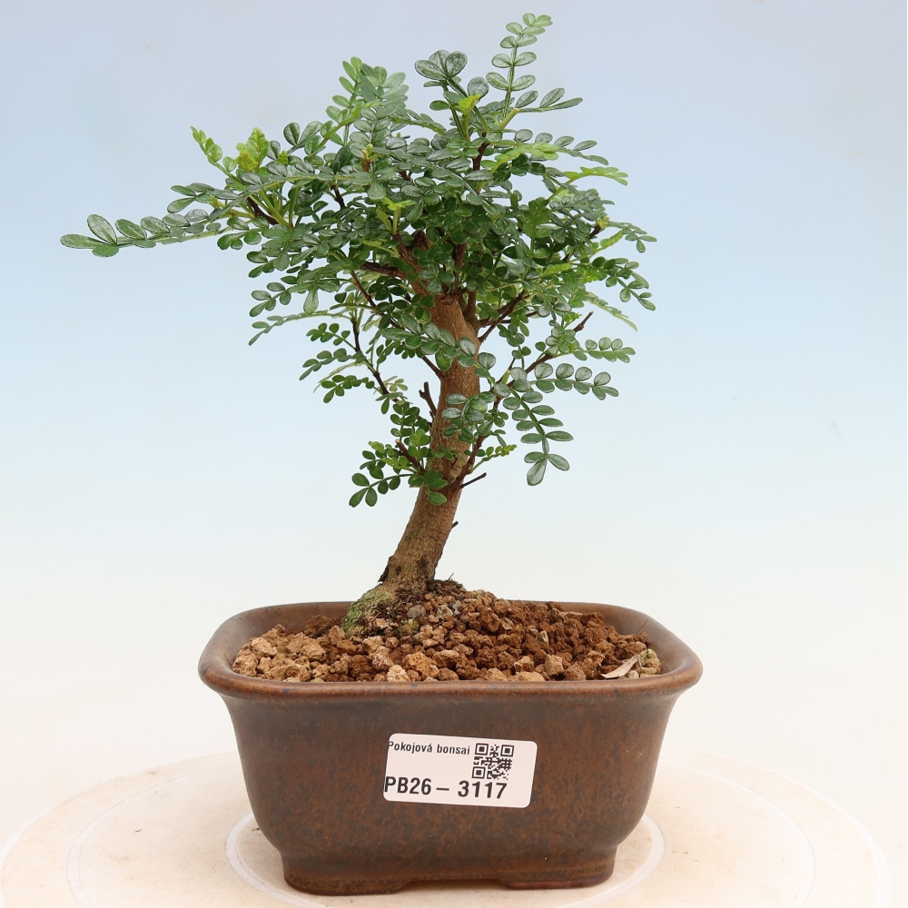 Salle bonsaï - Zantoxylum piperitum - arbre à poivre