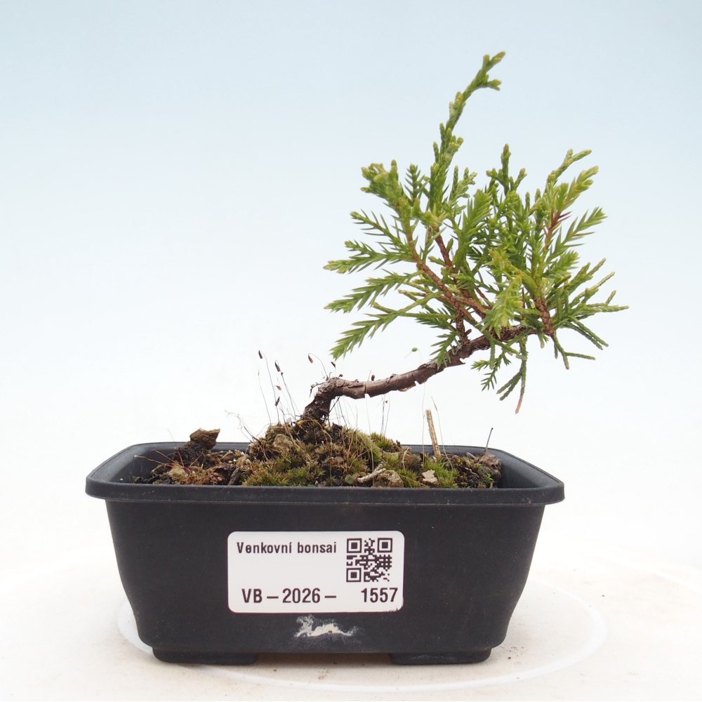 Bonsaï d'extérieur - Juniperus chinensis Itoigawa
