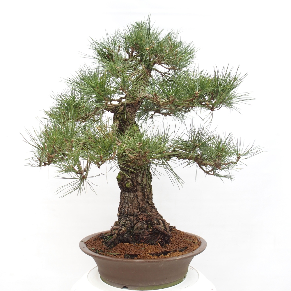 Bonsaï d'extérieur - Pinus thunbergii - Pin de Thunberg