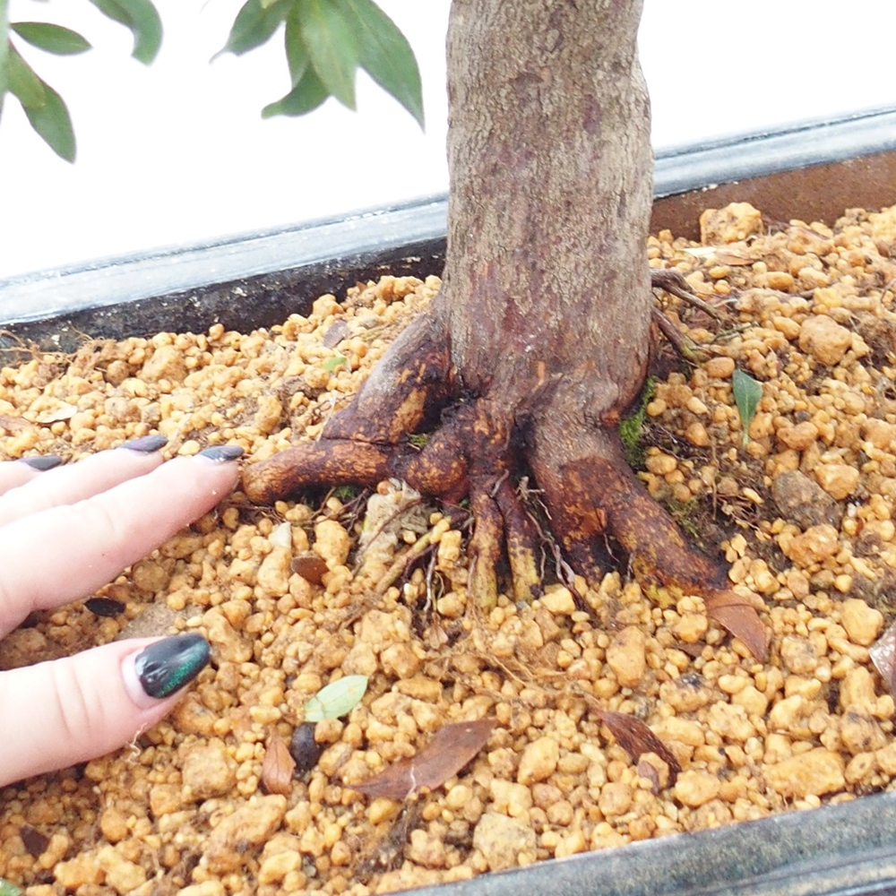 Bonsaï d'extérieur - Azalée japonaise - Azalée CHIHIRO