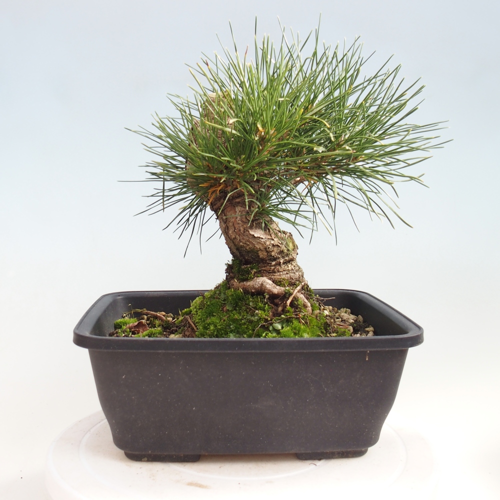 Bonsaï d'extérieur - Pinus thunbergii - Pin de Thunberg