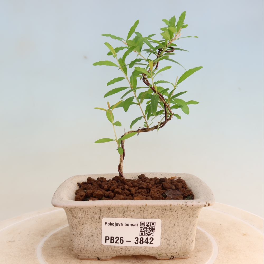 Bonsaï de chambre-PUNICA granatum nana-Pomme grenat