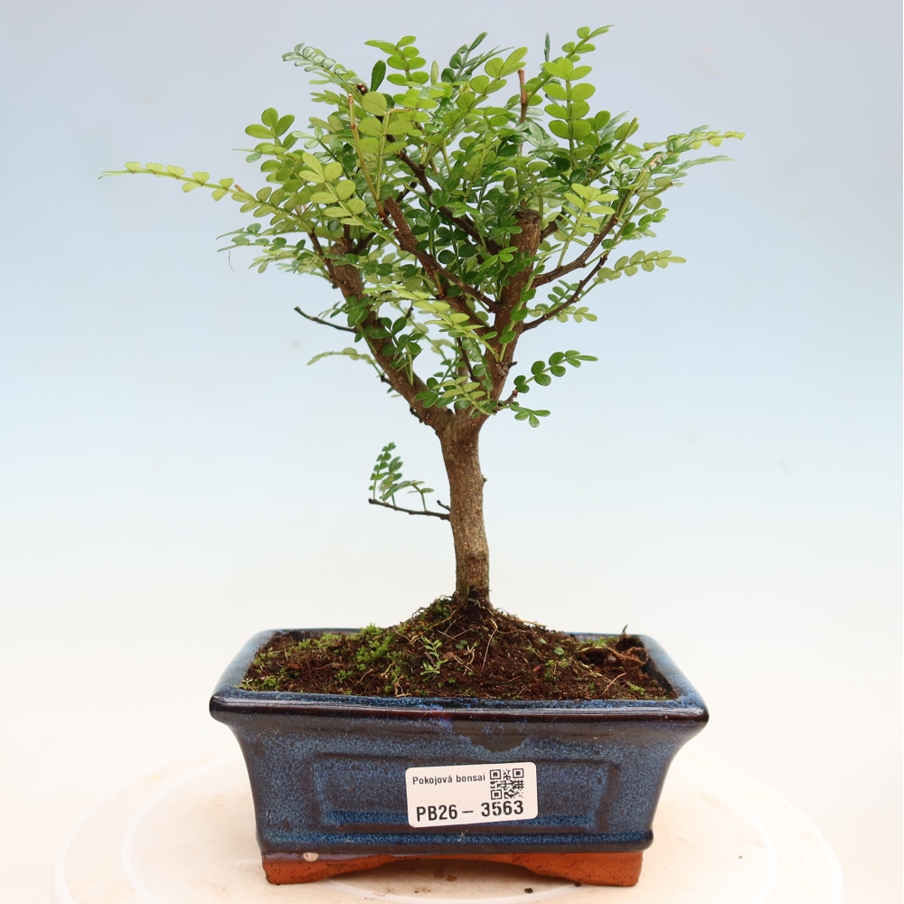 Salle bonsaï - Zantoxylum piperitum - arbre à poivre