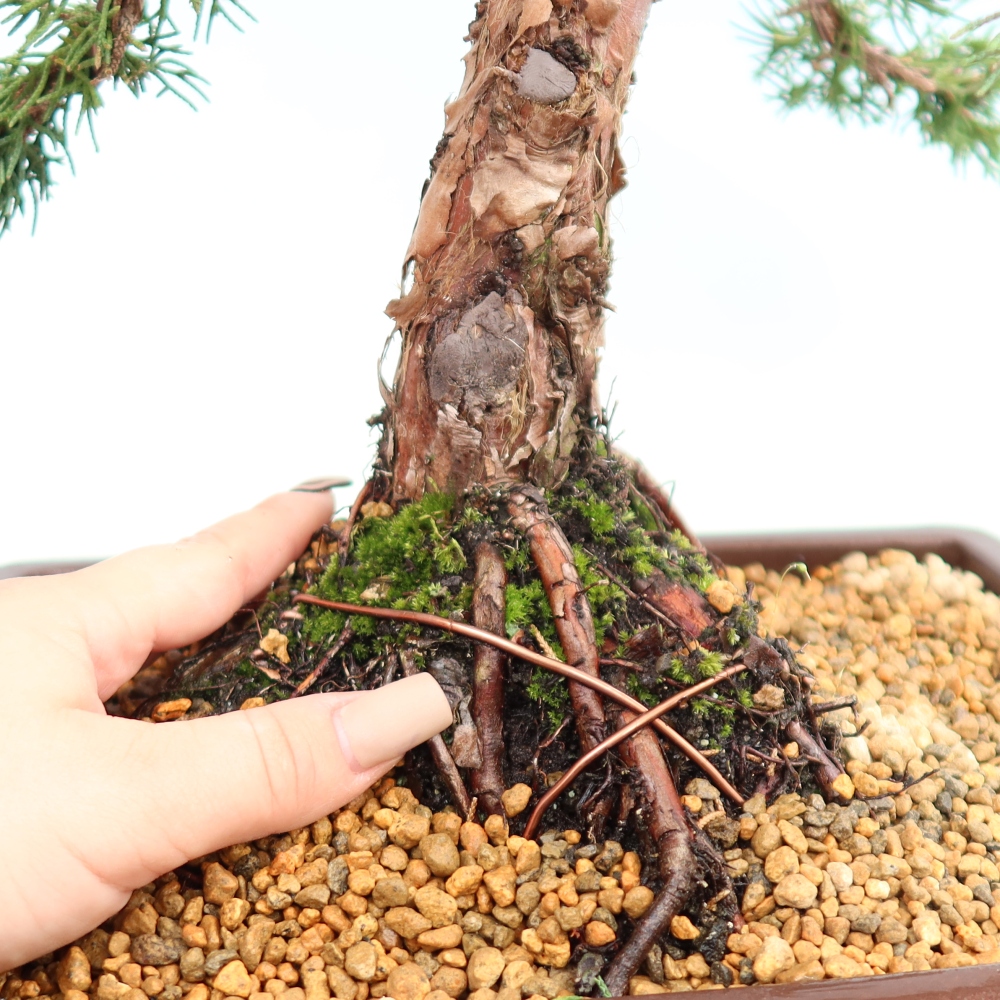 Bonsaï d'extérieur - Juniperus chinensis Kishu