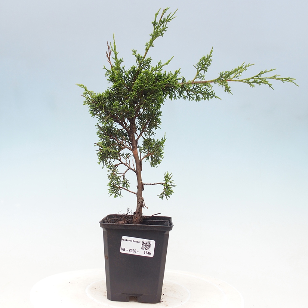 Bonsaï d'extérieur - Juniperus chinensis Itoigawa