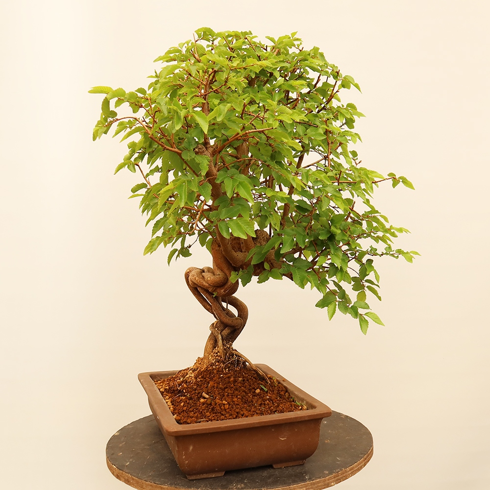 Bonsaï d'extérieur -Carpinus Coreana - Charme de Corée