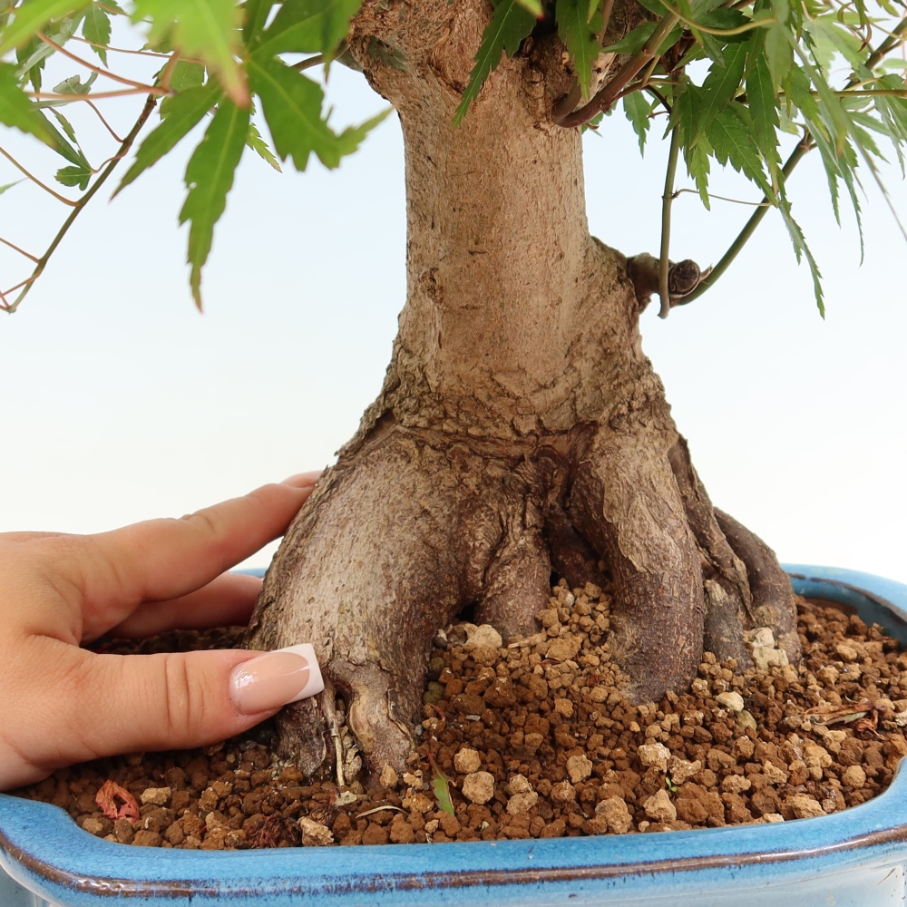 Bonsaï d'extérieur - Maple Burger - Acer Burgerianum