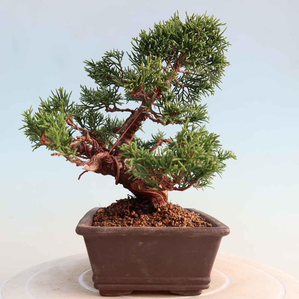 Bonsaï d'extérieur - Juniperus chinensis Itoigawa