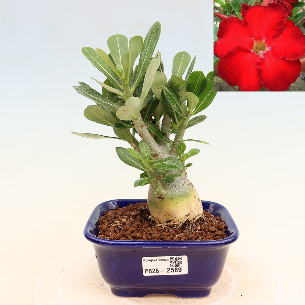 Bonsaï d'intérieur - Adenium obesum Red Star - Rose du désert