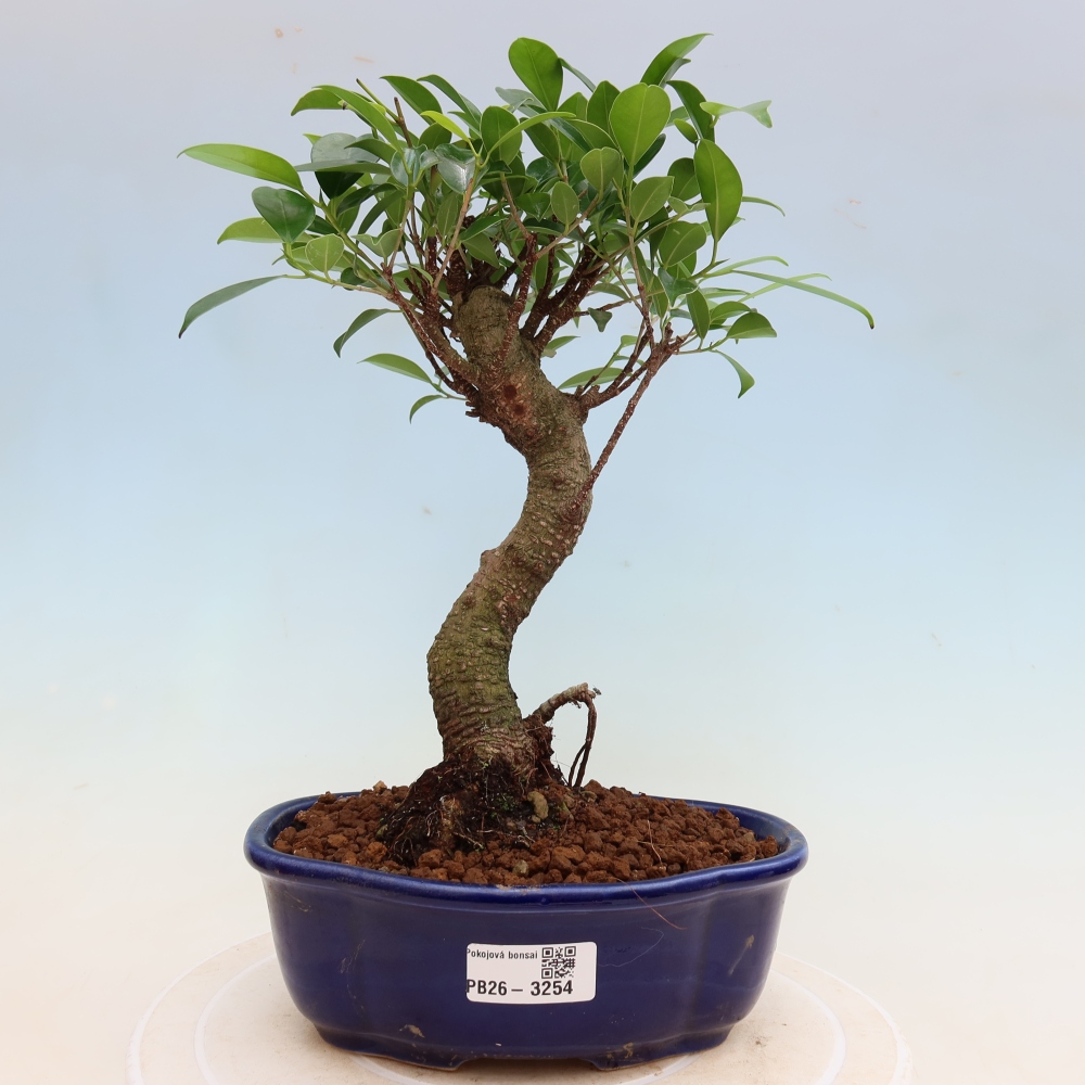 Salle bonsaï - Ficus kimmen - ficus à petites feuilles