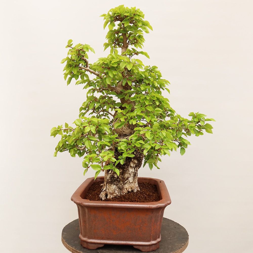 Bonsaï d'extérieur -Carpinus Coreana - Charme de Corée