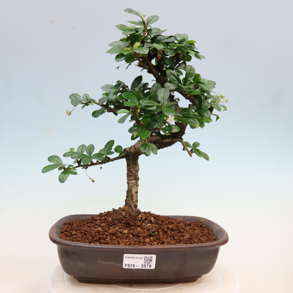 Bonsaï de chambre - Carmona macrophylla - Tea fuki