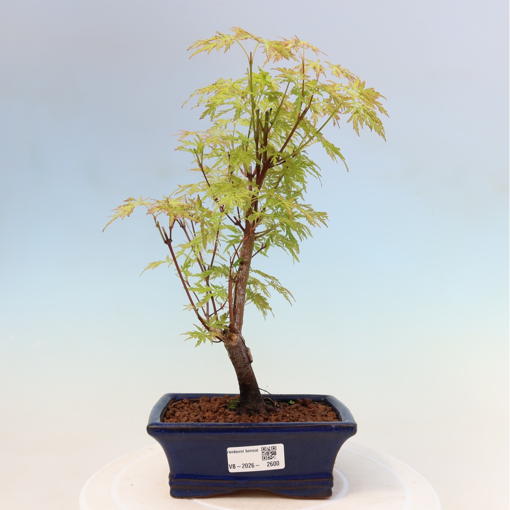 Bonsaï d'extérieur - Acer palmatum Dissectum