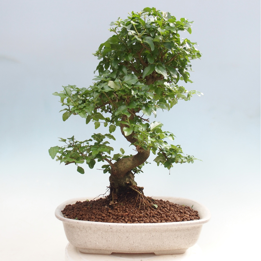 Bonsaï de chambre -Ligustrum chinensis - Bec d'oiseau