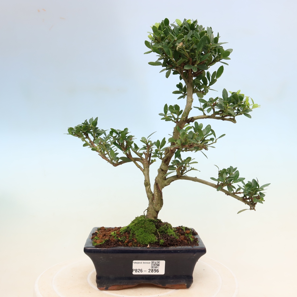 Bonsaï de chambre - Ilex crenata - Houx