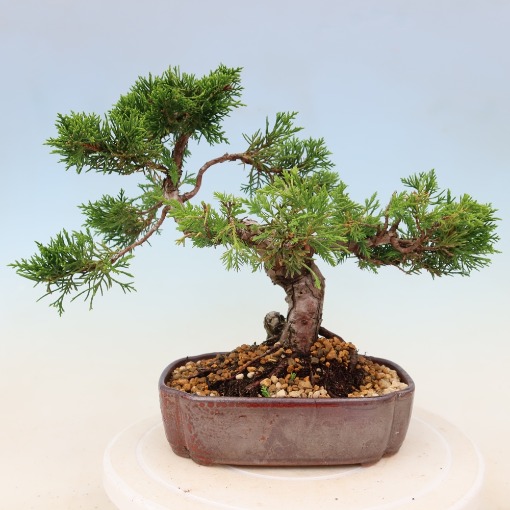 Bonsaï d'extérieur - Juniperus chinensis Itoigawa