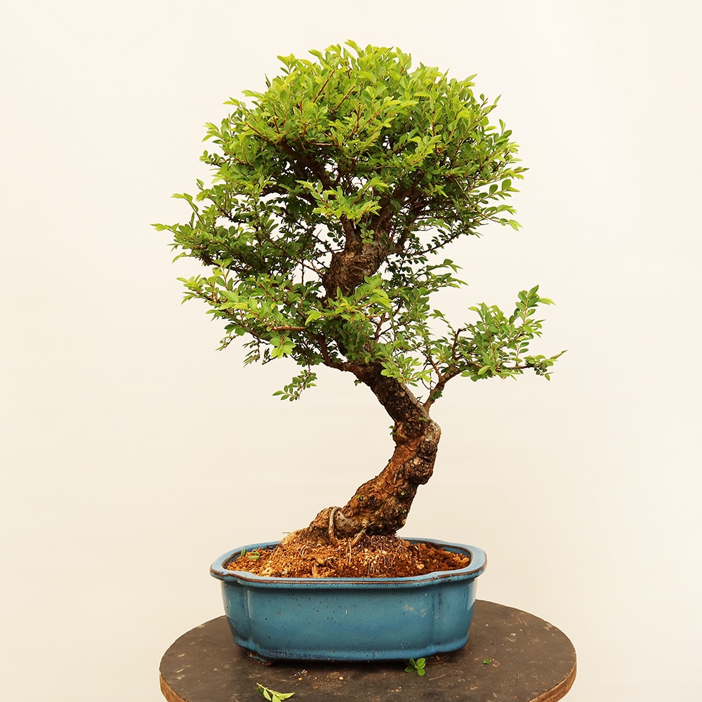 Bonsaï d'extérieur - Zelkova - Zelkova NIRE