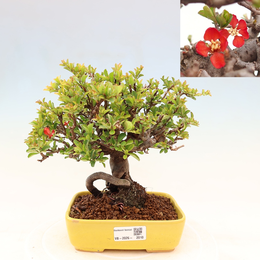 Bonsaï d'extérieur - Chaneomeles speciosa Chojubai
