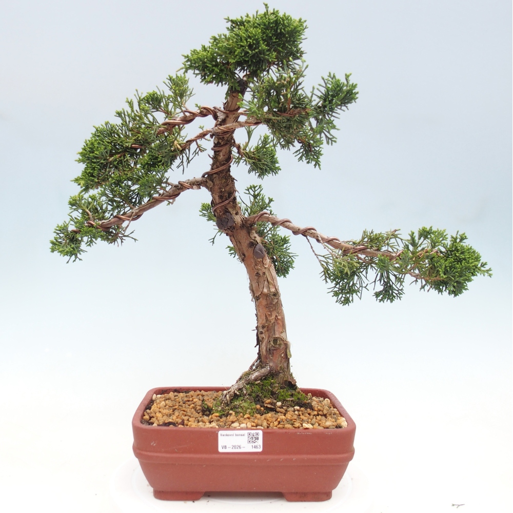 Bonsaï d'extérieur - Juniperus chinensis Kishu