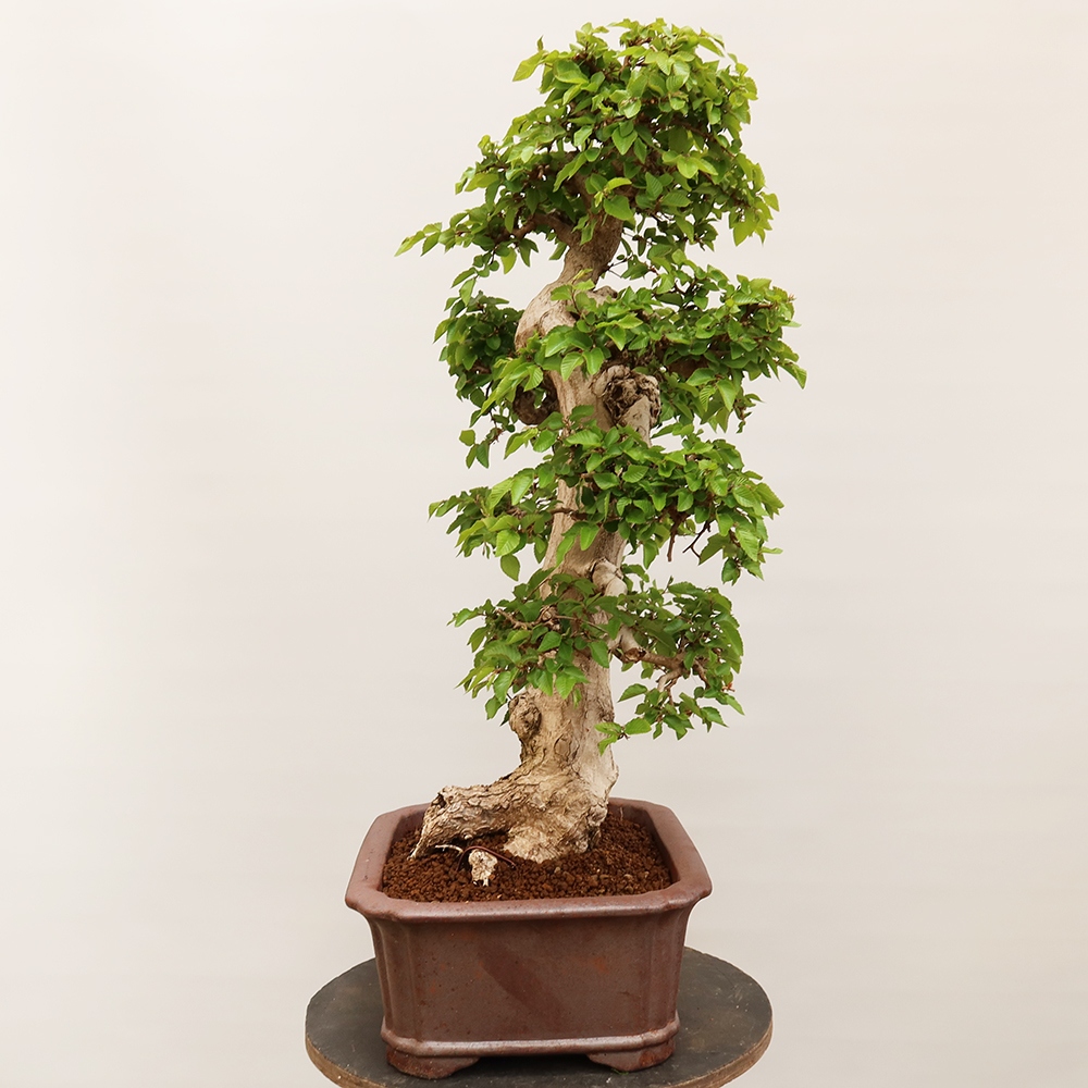 Bonsaï d'extérieur -Carpinus Coreana - Charme de Corée