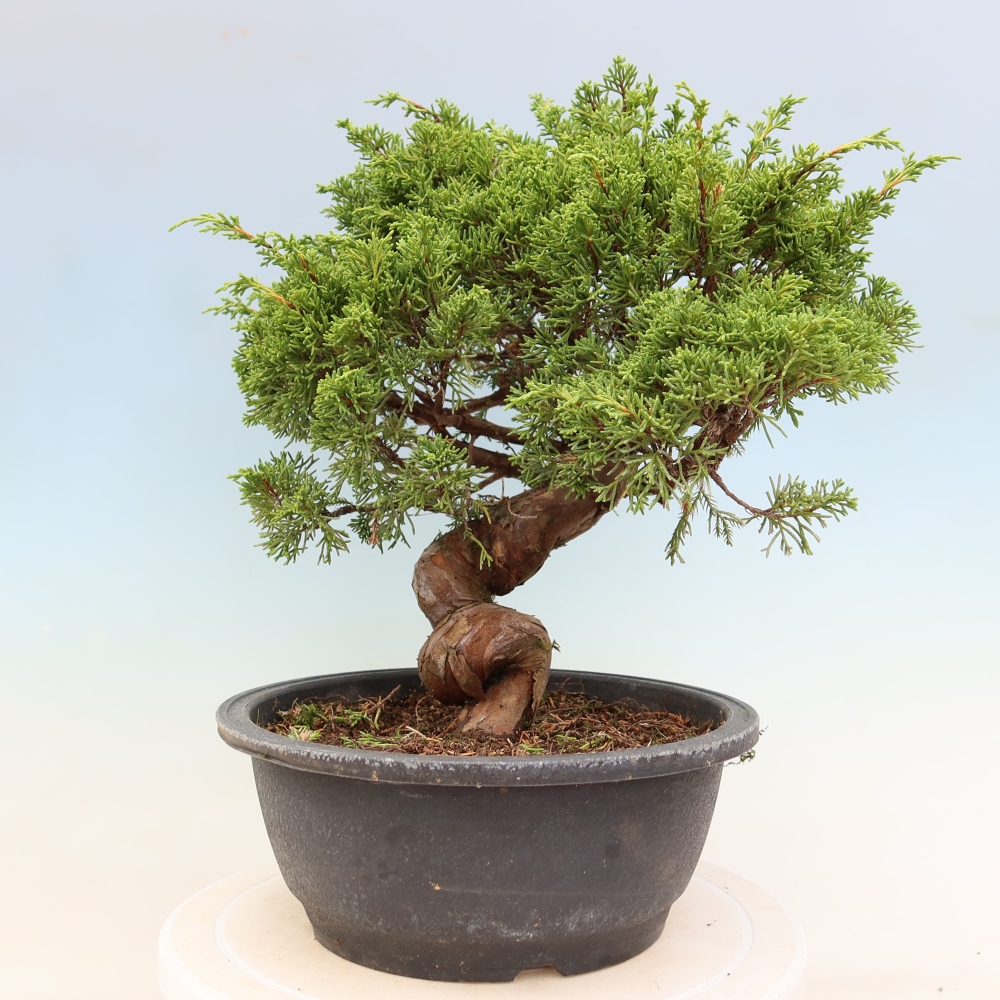 Bonsaï d'extérieur - Juniperus chinensis Itoigawa-Juniperus chinensis