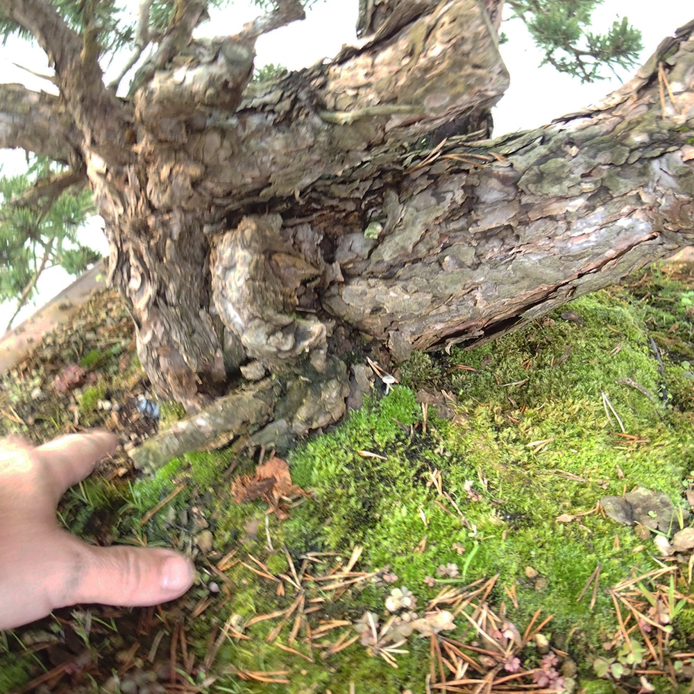 Yamadori - Pinus sylvestris Espagne