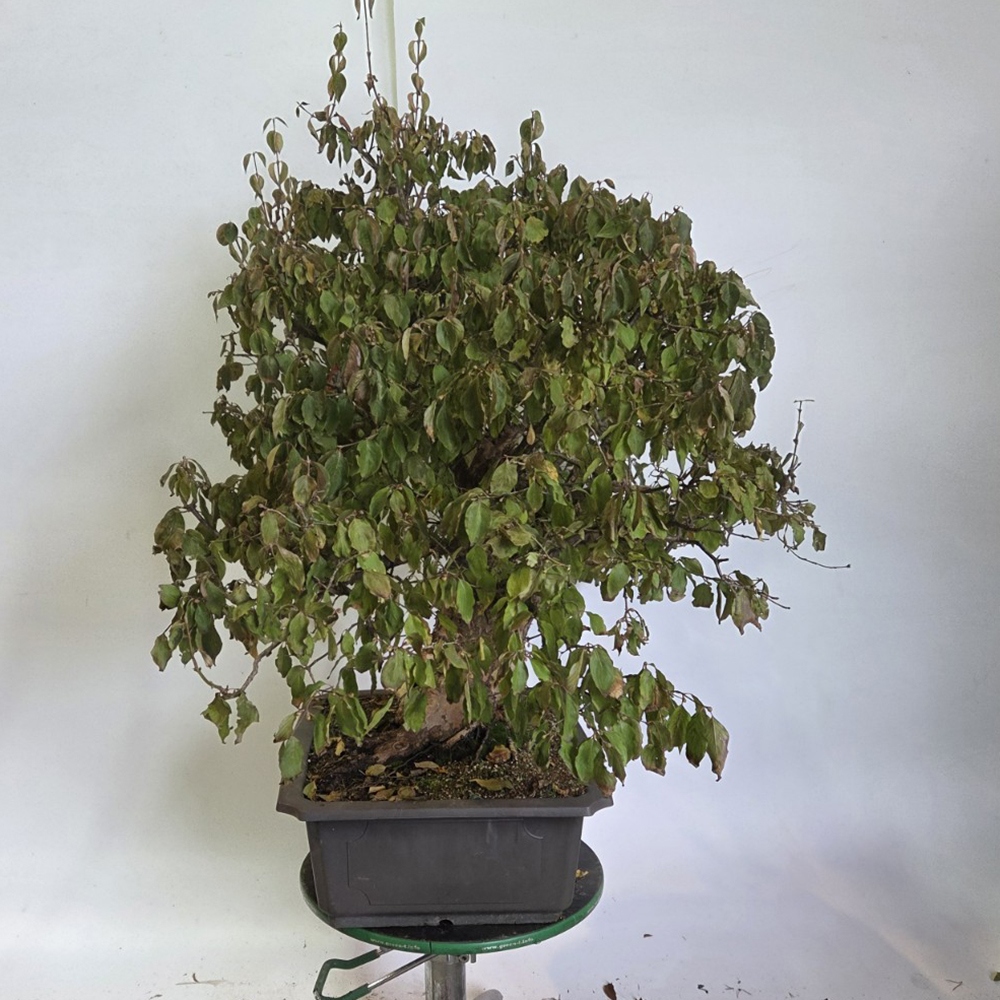 Bonsaï d'extérieur Cornouiller - Cornus Mas