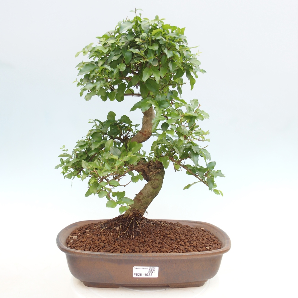 Bonsaï de chambre -Ligustrum chinensis - Bec d'oiseau