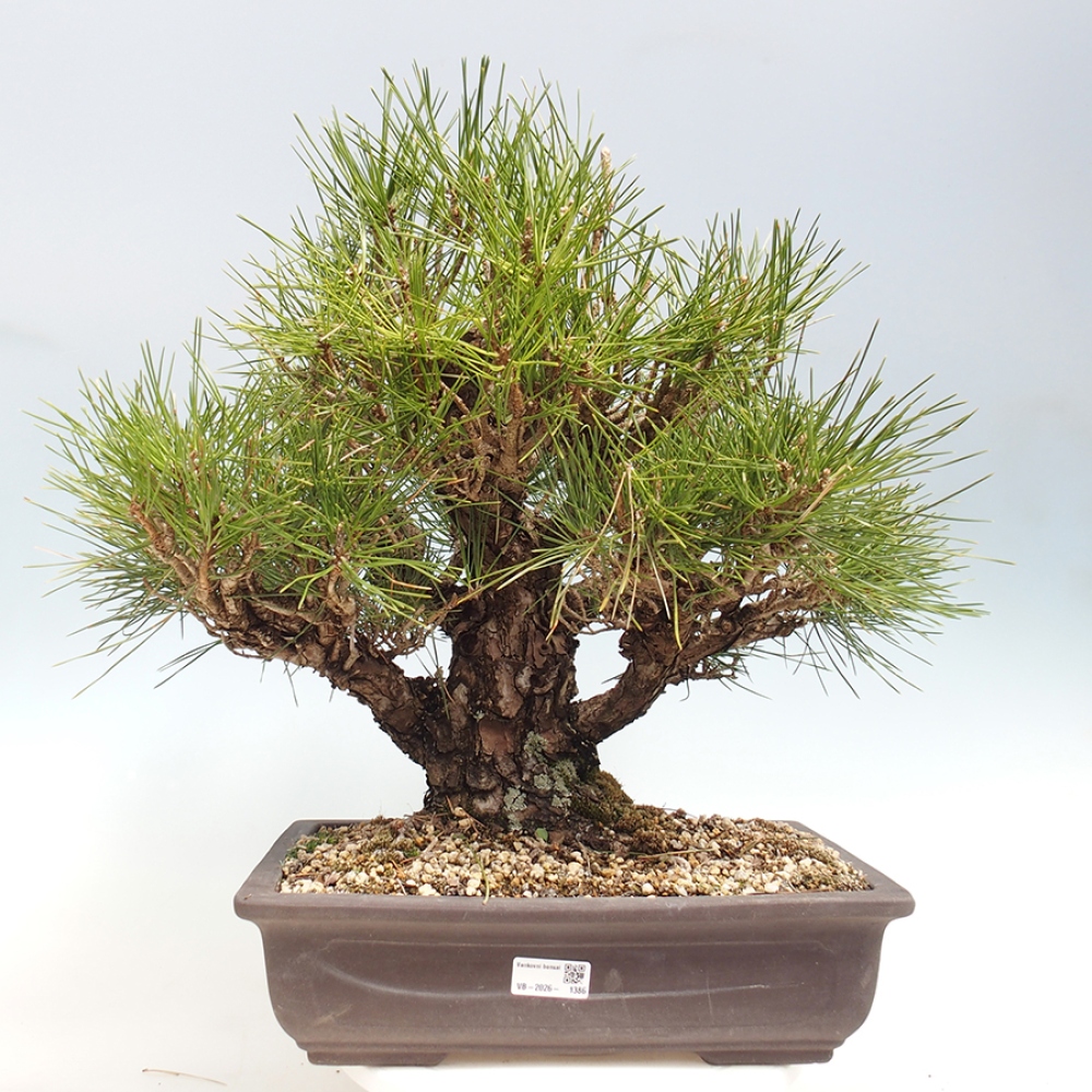 Bonsaï d'extérieur - Pinus thunbergii - Pin de Thunberg