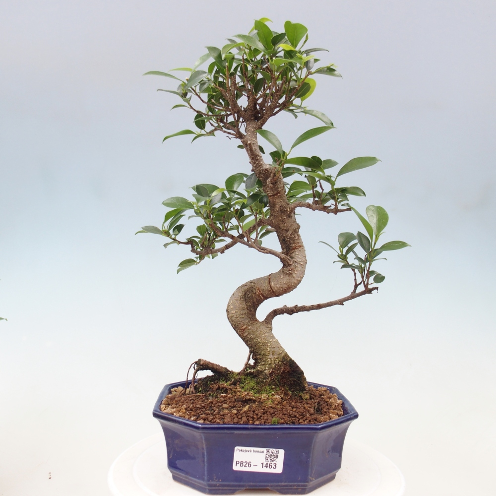 Salle bonsaï - Ficus retusa - ficus à petites feuilles