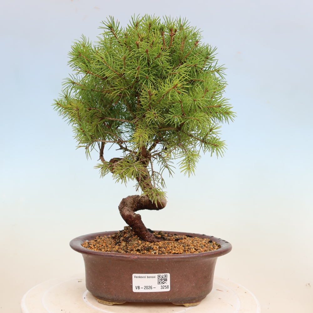 Bonsaï d'extérieur - Épicéa - Picea glauca globe